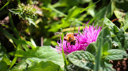 Bee on the Flower 