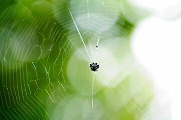 Intricate Spiderweb with Black Spider in Natural Background