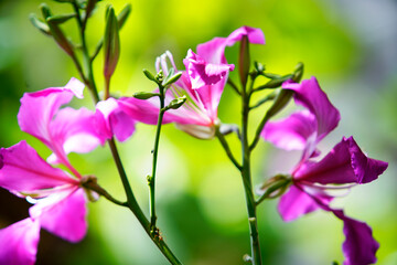 Vibrant Pink Flowers Thriving in a Lush Green Natural Environment