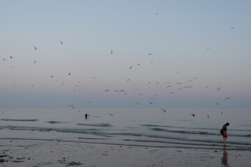 seagulls on the beach