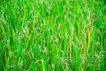 Lush Green Rice Field with Ripening Grains Under Bright Sunlight