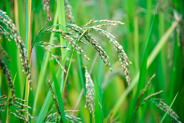 Lush Green Rice Field with Ripening Grain on Blades of Grass