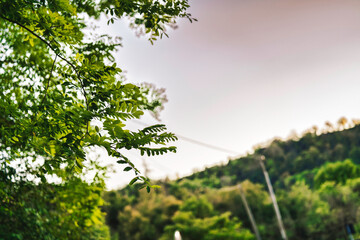 Green leaves on tree branches against sky