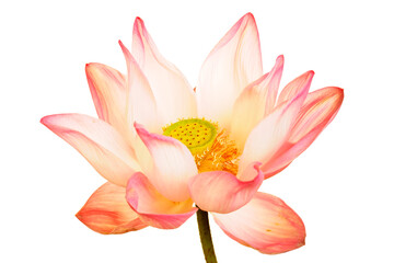 Delicate Pink Lotus Flower with White Petals Isolated on White Background