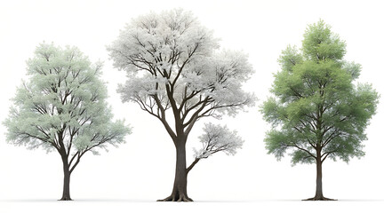 Three distinct trees, one in vibrant green foliage, two with delicate white blossoms, showcasing natural beauty for design projects.