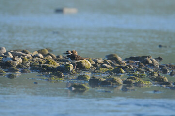 Killdeer walking among the rocks in the Chemung River in New York