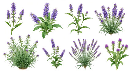 Vibrant purple veronica flowers and lush green foliage collection, perfect for botanical designs and garden inspiration