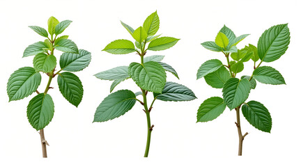 Vibrant green plant sprigs with detailed leaves isolated on white, perfect for nature projects and design.