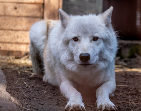 Polar white wolf in the zoo close-up. - Powered by Adobe