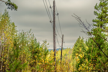 Wooden poles with wires in the forest.