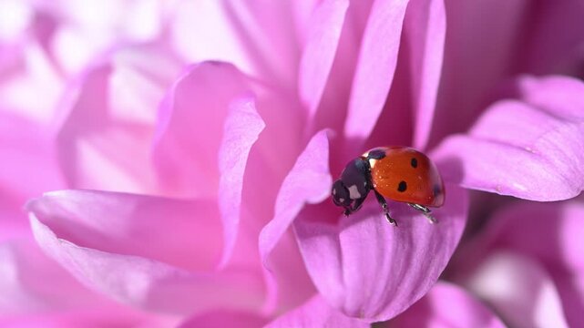 A close-up macro video of a spotted ladybug resting on a bright pink chrysanthemum flower. Spring and nature theme.