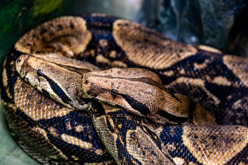 Fototapeta premium Boa constrictor head close-up.