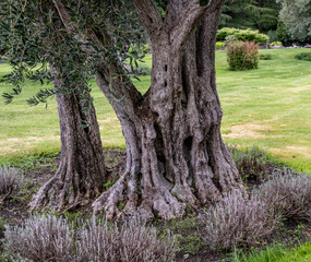 The trunk of an old olive tree in close-up.