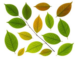 Fototapeta premium Assortment of leaves, some green, some autumnal hues, arranged against a stark white background. Veins are subtly visible