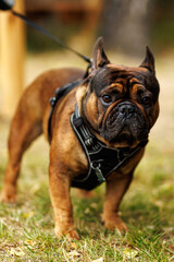 French bulldog standing on grass wearing black harness