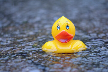 rubber duck in the water