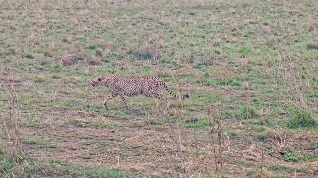 side view of a calmly walking cheetah