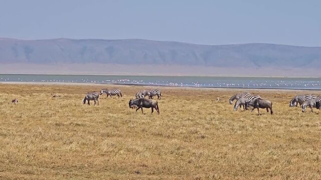 a herd of wildebeests gnus