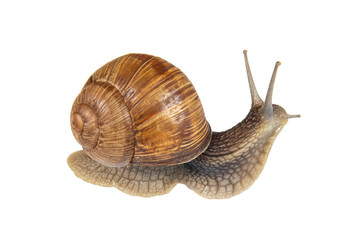 Garden snail with spiral brown shell on a white background