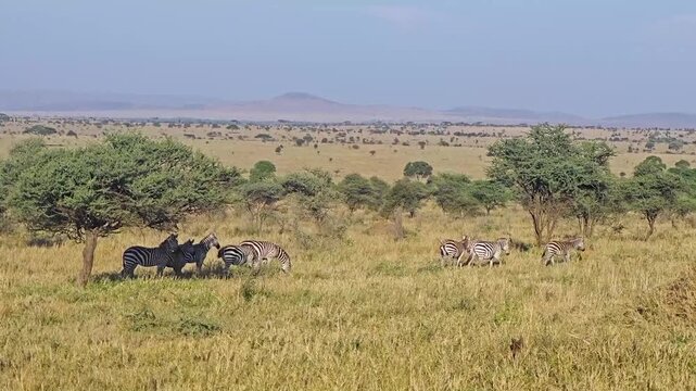 a herd of zebras walking in a queue