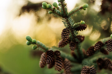 Evergreen pine branch with cones and young buds