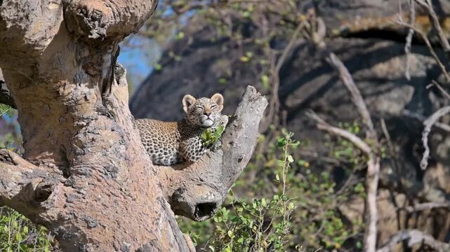 a leopard baby cub resting in a tree