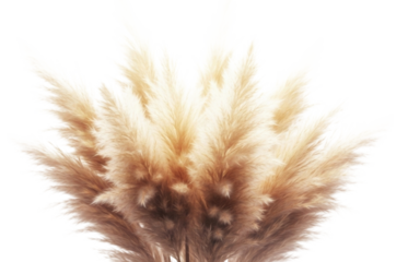 Pampas grass bunch transparent background cutout png
