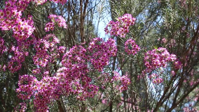 Geraldton Wax in flower, South Australia