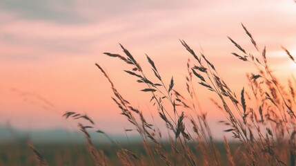 Obraz premium tranquil wheat field swaying gently in soft breeze, pastel sunset sky, minimalistic landscape, serene and relaxing atmosphere, cinematic glow