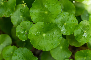 Close-Up of Centella Asiatica Leaves, Herbal Medicine Concept