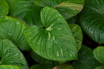 Tropical Homalomena Leaf Close-Up, Fresh Natural Background