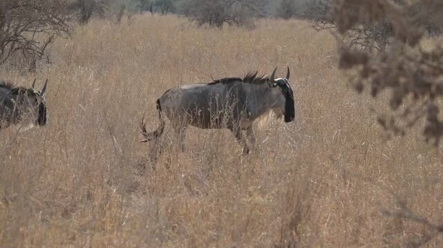 a wildebeest walking calmly gnu 