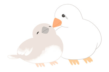 鳥の親子　キンカチョウ