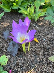 Autumn Colchicum crocus in the garden wallpaper background