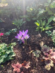 Autumn Colchicum crocus in the garden wallpaper background