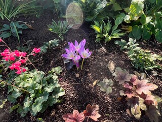 Autumn Colchicum crocus in the garden wallpaper background