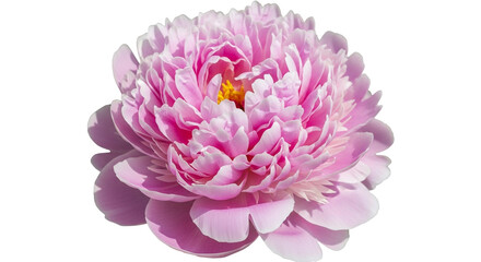Stunning pink peony blossom with delicate petals, perfect for springtime designs or romantic backgrounds