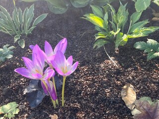 Autumn Colchicum crocus in the garden wallpaper background