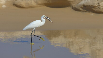 Little egret, Egretta garzetta, single bird in water, Brazil