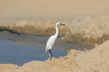 Little egret, Ardea alba, single bird on sand, Brazil