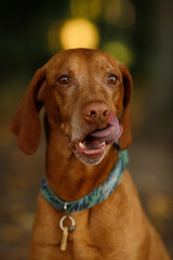 portrait of a vizsla dog with tongue in blue collar in the autumn sunny green park with blur background