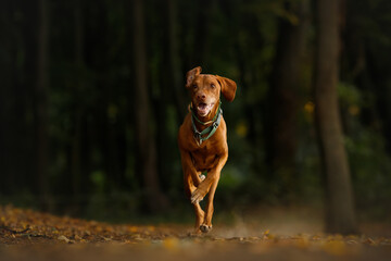 running portrait of a vizsla dog in blue collar in the autumn sunny green park with blur background