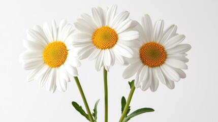 Fototapeta premium Three vibrant daisies with white petals and bright yellow centers, elegantly arranged against a clean background, embodying simplicity and natural beauty.