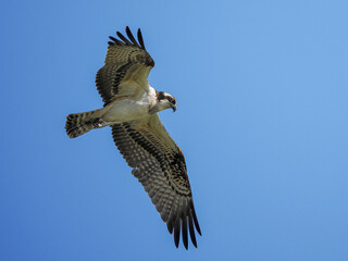 red kite in flight