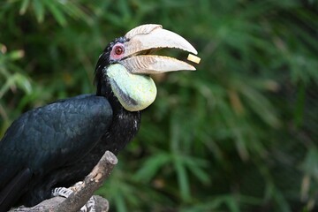 black vulture perched on a branch
