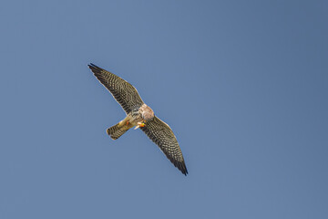 red tailed hawk