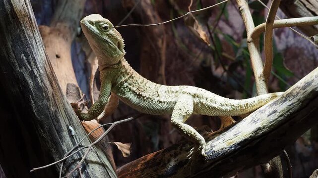 Boyd's forest dragon lizard camouflage on a tree branch, observing surroundings in wildlife