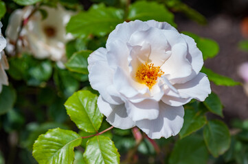 Sweet color rose flower in roses garden. Top view. Soft focus.