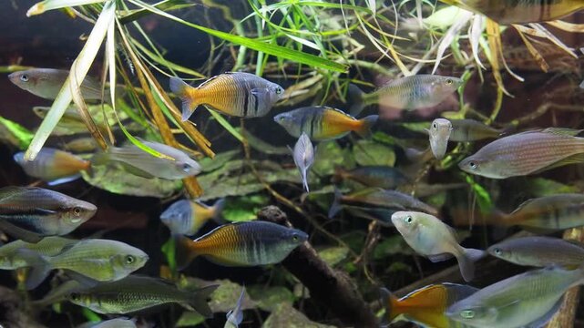 Group of colorful rainbowfish swimming among green aquarium plants, creating a tranquil aquatic scene