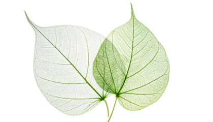 Two leaves, one nearly translucent, overlapping. Delicate vein structures are clearly visible against a black background
